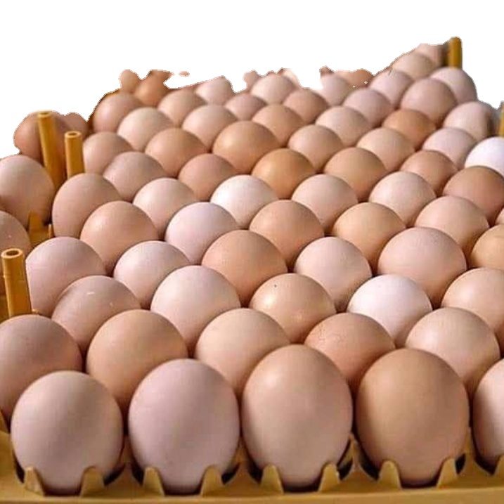 Очень большие яйца для продажи