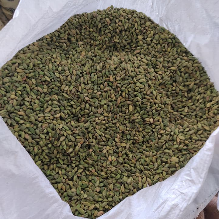 cardamom