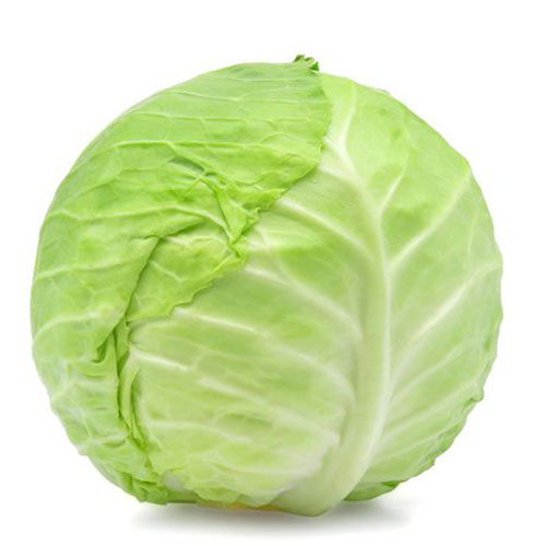 FRESH CABBAGE