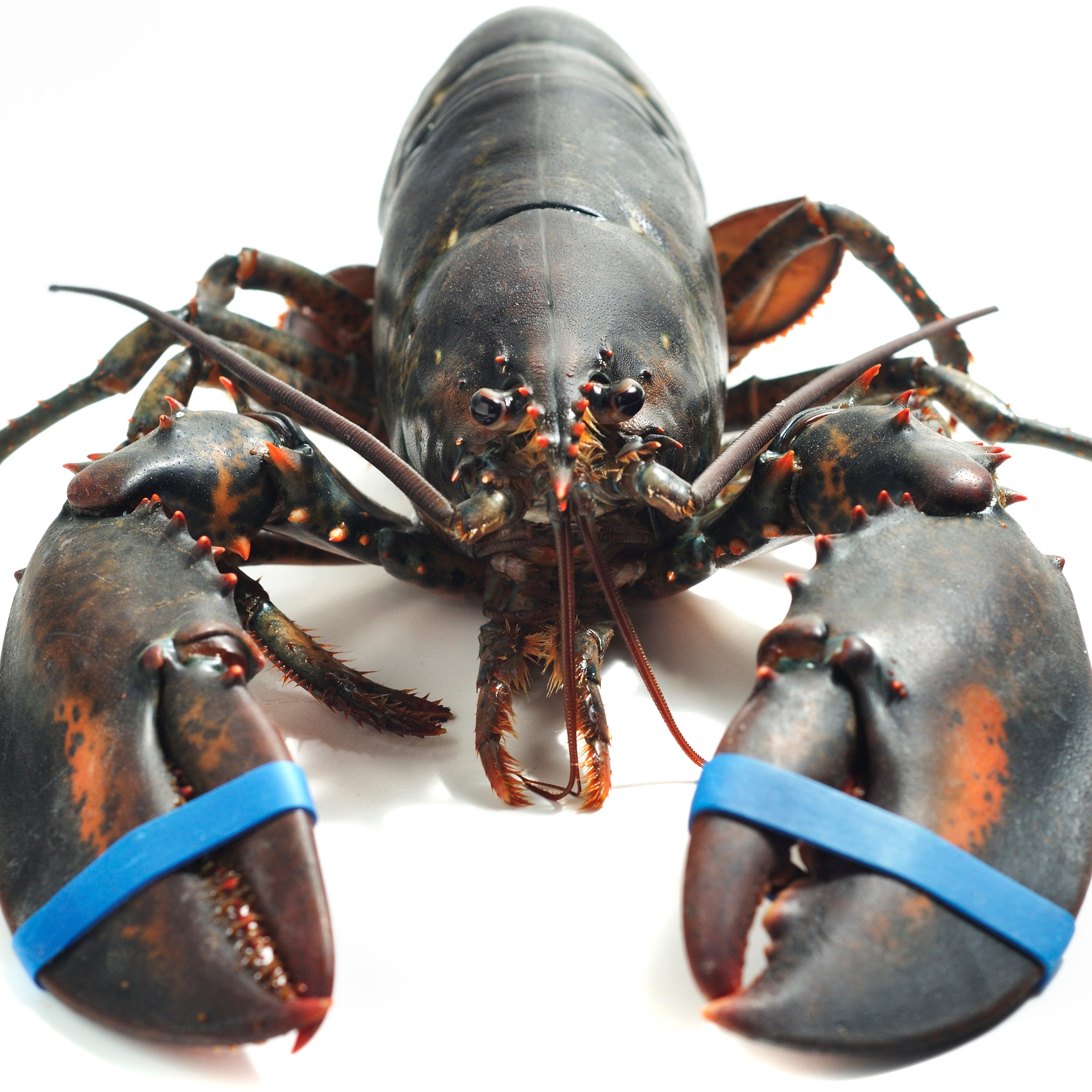 Lobsters