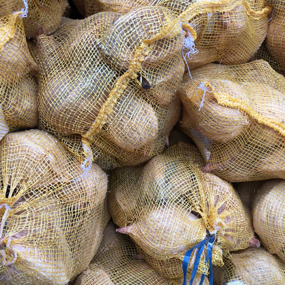 Vietnam semi husk dried coconut fresh coconuts/Fully husk Coconut cheap price/Wholesale Mature Coconut Nut
