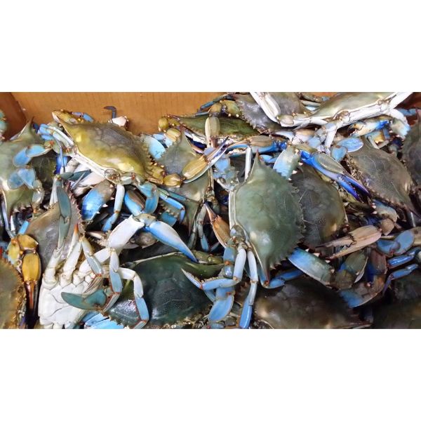 Frozen Seafood Supplier/1X40'FCLs Stock Ready For Shipment Blue Swimming Crab From Pakistan