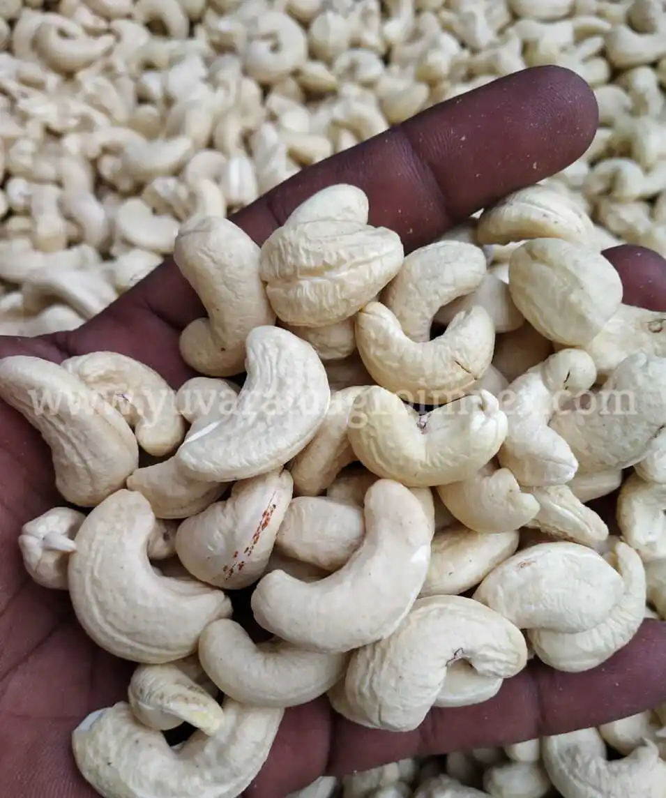 Very Big Sized Cashew Nuts [W-210] Suppliers in India