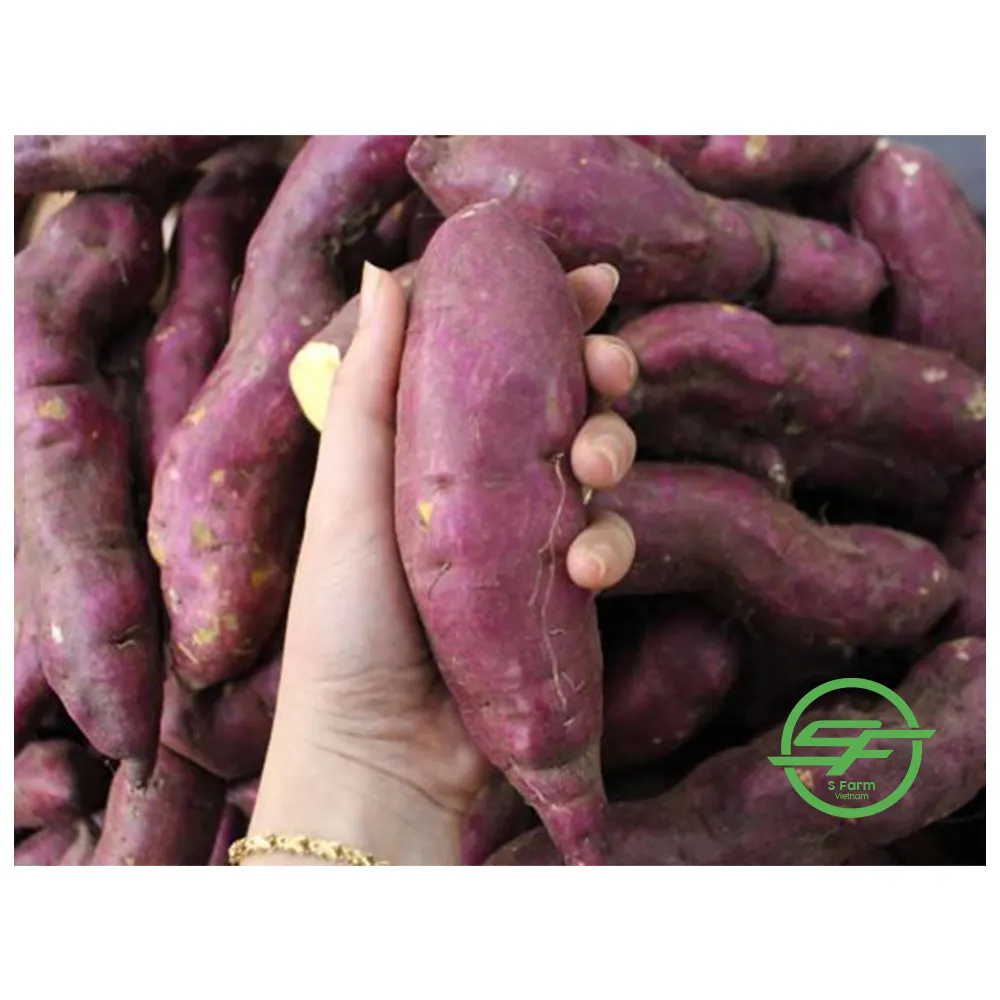 High quality cheap price yellow Sweet Potato fresh sweet potatoes