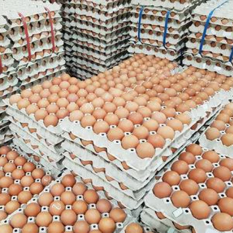 Бройлер инкубационные яйца Росс 308 и Кобб 500 и куриные настольные яйца