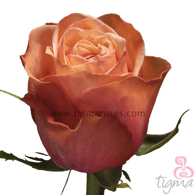 Ecuador rose KAHALA natural fresh flowers long stem cut roses for wholesale and wedding from Tigma