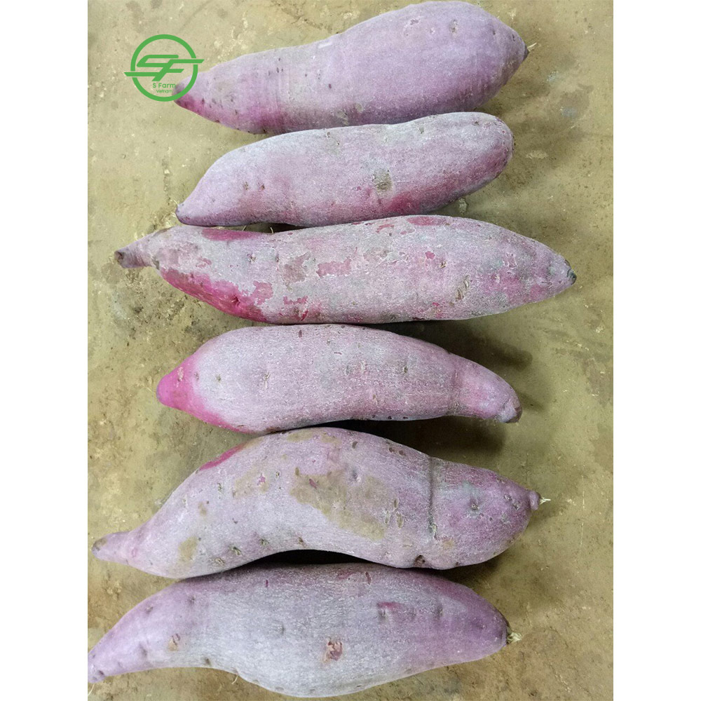 Свежий органический Сладкий Фиолетовый картофель (Whatsapp/zalo/wechat: + 84 912 964 858)