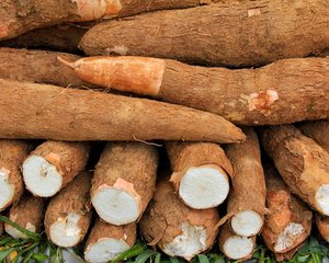 Качественная свежая маниока и свежие ямы