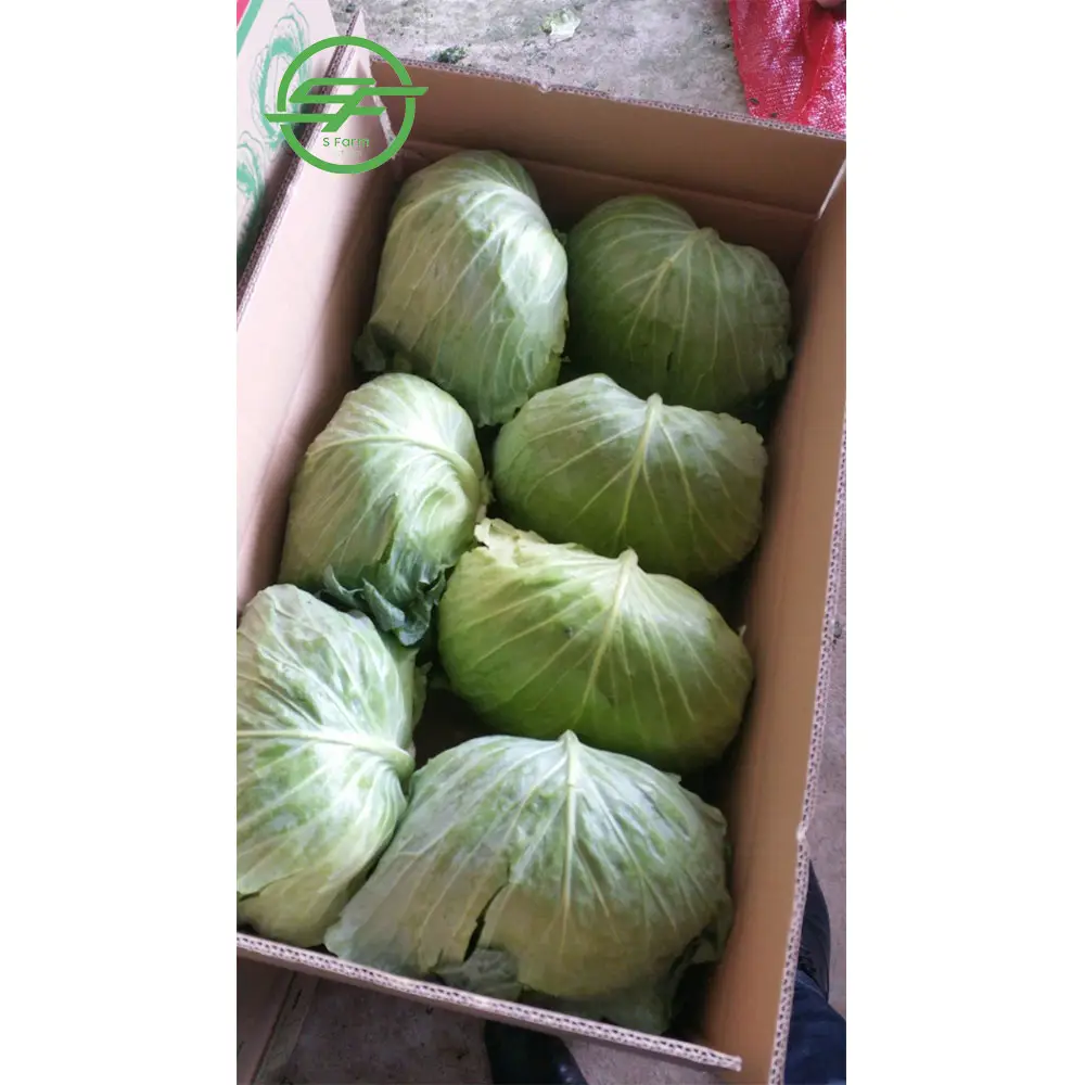 Fresh Round Cabbage Good Quality From VIETNAM with Cheap Price (Whatsapp/zalo/wechat: +84 912 964 858)