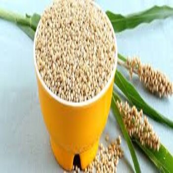 Best red and white quality sorghum grains