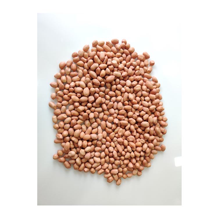 2021 New Arrival High Quality GMO Raw Java Peanut / Groundnut Kernel at Bulk Price