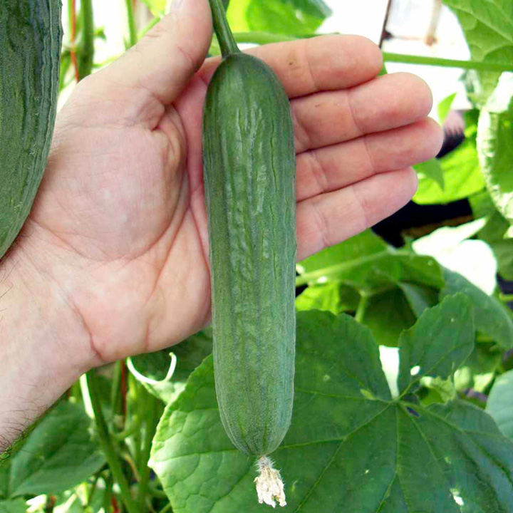 best top cucumber High Purity Early Maturity Vegetable Best Quality