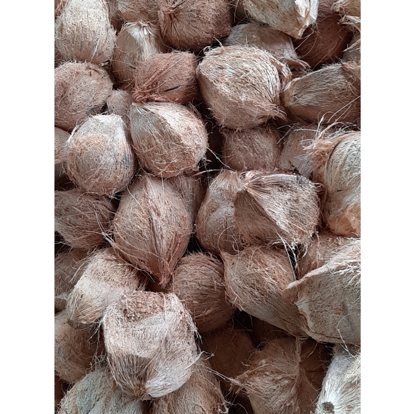 Fresh mature coconut in bag Fresh newly harvested made in Viet Nam Phytosanitary Certification Fresh Coconut