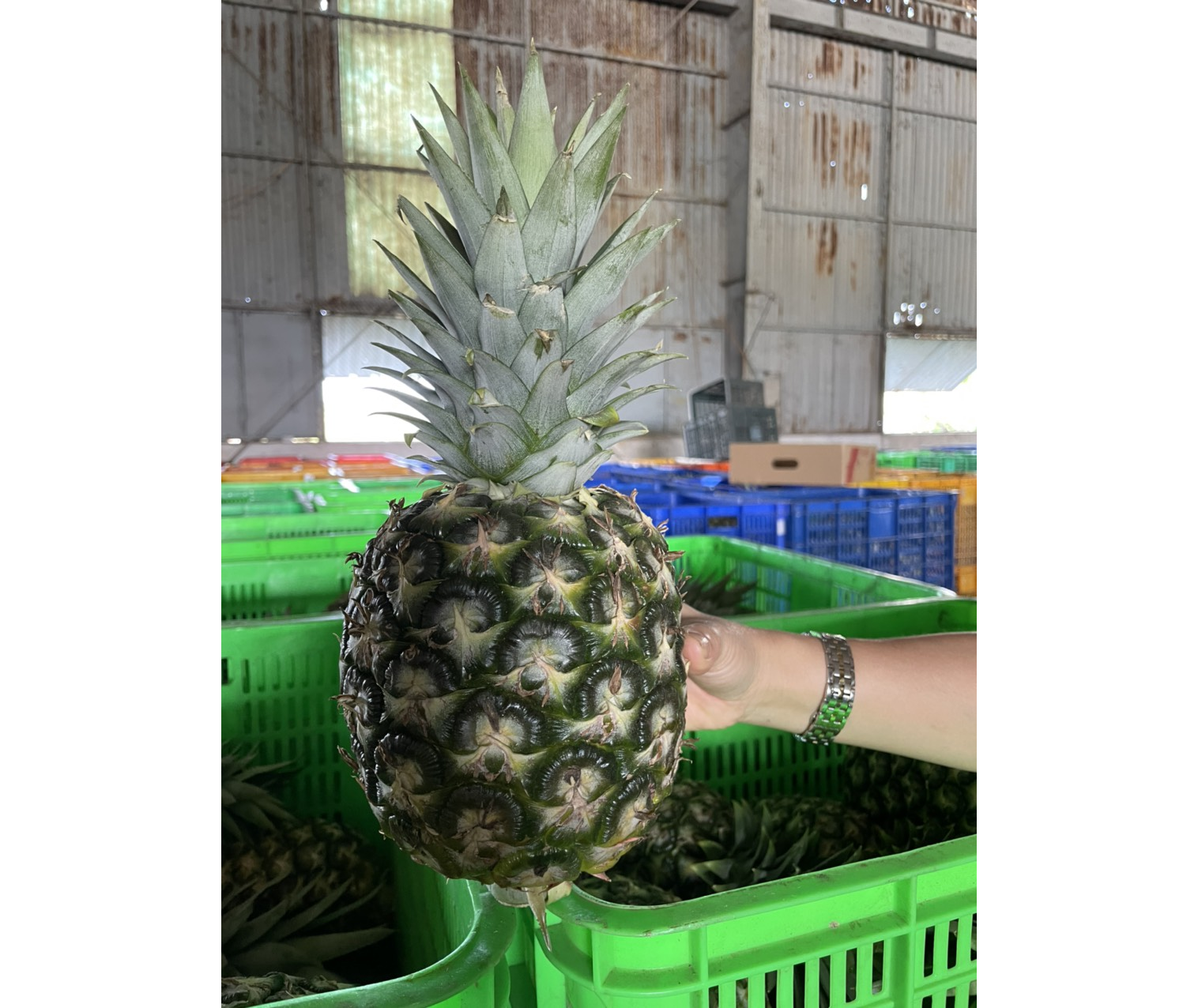 High Quality Wholesale Fresh Pineapples Vietnam Pineapple Quaranteed Fresh and Sweet