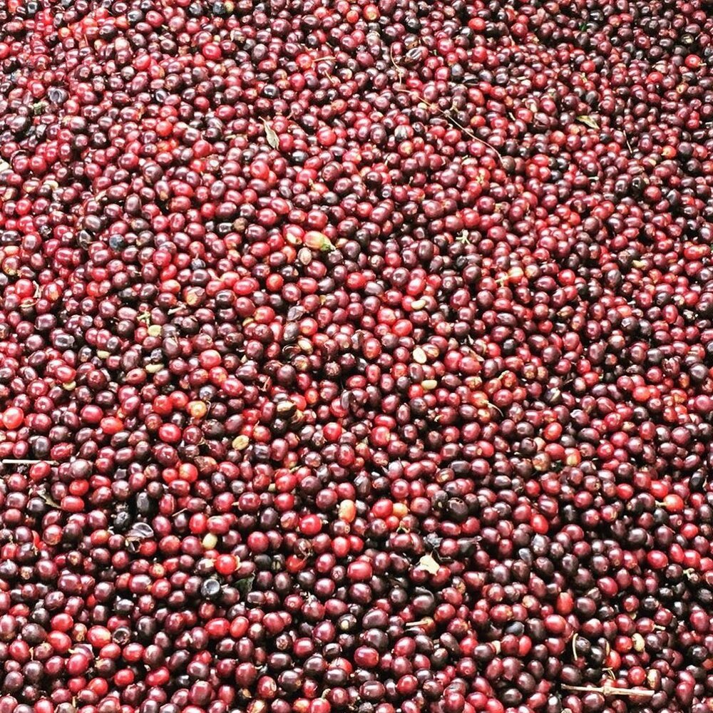 Кофе, вишневый чай Cascara