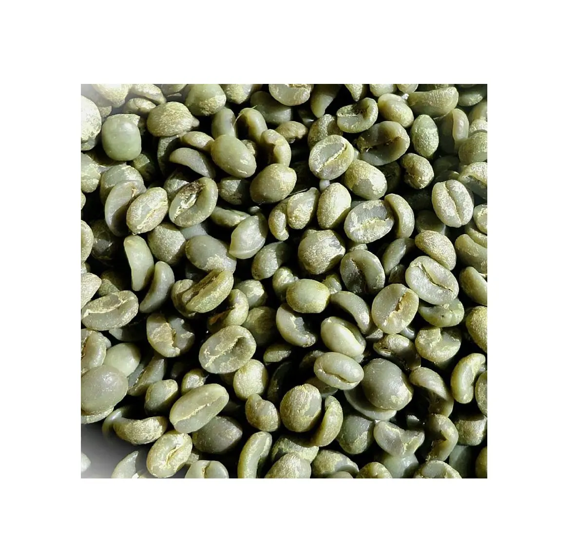 GREEN COFFEE ARABICA BEANS UNROASTED COFFEE BEANS (PITA +8 797987481)