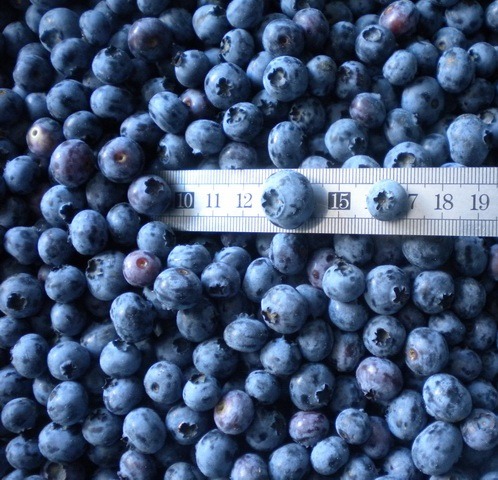 Top quality sweet fresh frozen blueberries