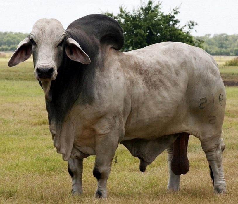 Live Dairy Cows Live Cows Cattle All Breed Cows for Sale Holstein Heifers Cattle Fattening Beef Bulls Hereford Charolais Limous