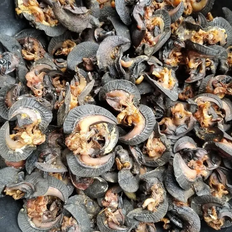 Frozen  GIANT African Snails for Sale