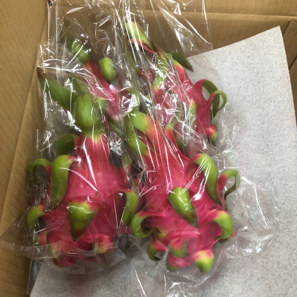 FRESH DRAGON FRUIT FOR EXPORT FROM VIETNAM