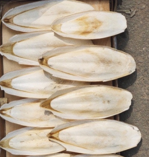 DRIED CUTTLEFISH BONE // EXPORTING CUTTLEFISH BONE FOR BIRDS - IVY +84 977157110
