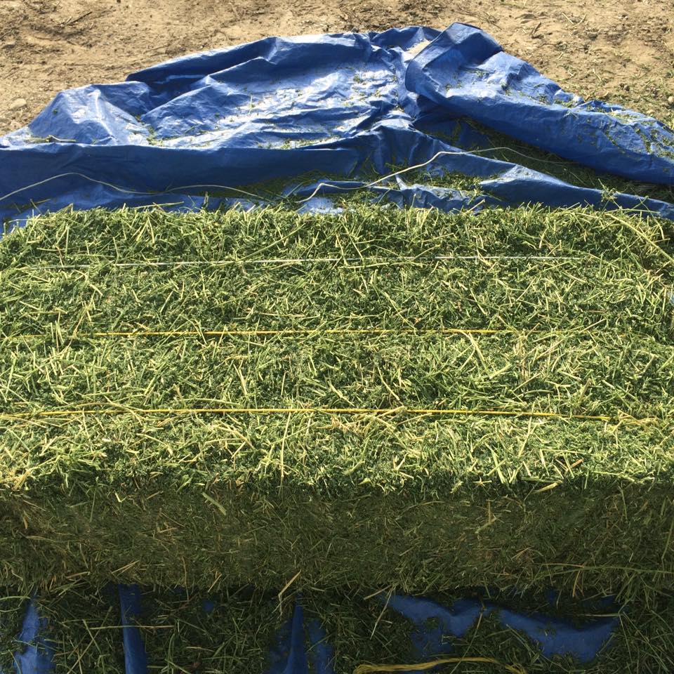 Первоклассное качество ALFALFA. Тюки 750 кг. 16% Протеин