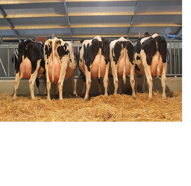 Сертифицированные косички Holstein для беременных коров/косички Holstein/косички Friesian для экспорта
