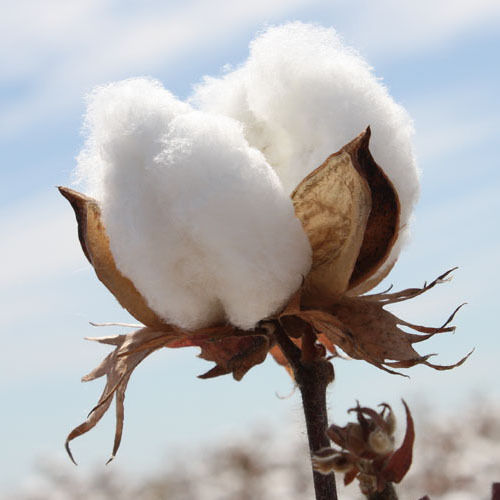 Cotton, Cotton Bales