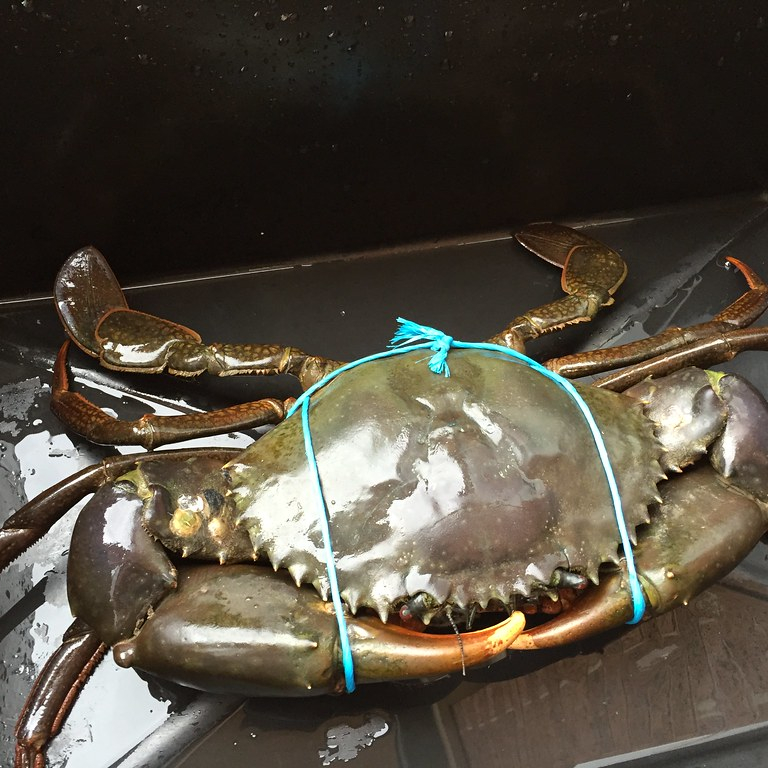 Premium Quality Fresh Crab/ live Mud Crab Green Colour For Seafood