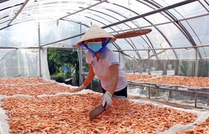 Las 2024 mejores exportaciones de camarones secos, grandes cantidades y precios baratos hacen que los ingredientes sean fáciles de almacenar - Product Image 2