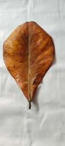 100% séché Terminalia Catappa indien feuilles d'amande saine nourriture pour poisson Betta pour accessoires d'aquarium de haute qualité - Product Image 5