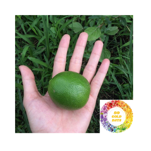Limón Fresco sin Semillas de Vietnam, Suministro Diario, Limón Fresco sin Semillas, Cítrico Verde Jugoso, Venta al por Mayor, Pedidos al por Mayor Disponibles con Oferta Especial - Product Image 6