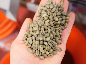 Arabica Coffee <b>Bean</b> and Robusta Coffee <b>Bean</b> Premium Quality Raw <b>Bean</b> - Product Image 2