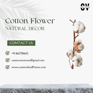 Pièces botaniques séchées biologiques de qualité supérieure populaires pour les événements de mariage, de Pâques, d'Halloween, la décoration de la maison et du bureau - Écologiques - Product Image 2