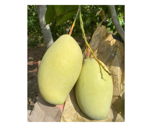 High Quality <b>Fresh</b> <b>Mango</b> Vietnam Supplier For Bulk Order - Sweet Keo <b>Mango</b> And Cat Chu <b>Mango</b> For Export Buyers - Product Image 4