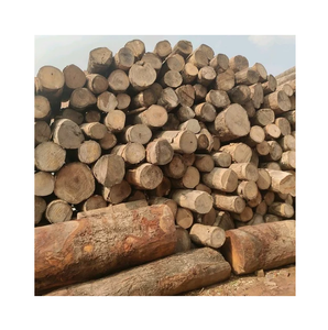 Gỗ tròn Meranti cho bột giấy và giấy-Tẩy trắng và chưa tẩy trắng - Product Image 3