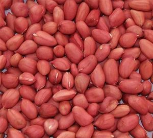 Wholesale High Quality Organic <strong>Peanut</strong> Kernels Fresh Roasted <strong>Peanuts</strong> <strong>in</strong> <strong>Shell</strong> Best <strong>Price</strong> for Raw Dried <strong>Peanuts</strong> Box Packaging - Product Image 3