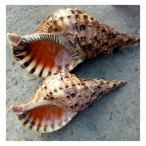 Coquilles décoratives d'escargot et de trompette à forme stable pour la décoration artistique et la distribution en gros - Product Image 1