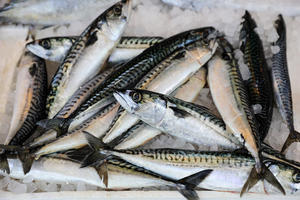 ปลาแมคเคอเรลแช่แข็งแบบสั้นทั้งตัวทั้งตัวปลาทะเลแปซิฟิก - Product Image 6