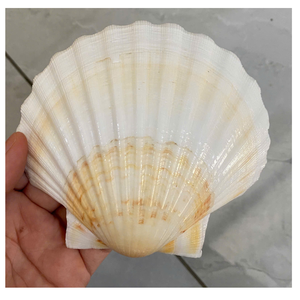 COQUILLES DE SAINT-COQUILLE POLI ET NETTOYÉES POUR BOÎTE CADEAU SAVON AFFICHAGE ART ARTISANAT OU PRÉSENTATION ALIMENTAIRE - Product Image 5