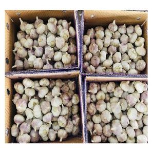 Ajo Blanco y Rojo Fresco de Alta Nutrición de Nueva Cosecha en Bolsa de Malla de 10 kg por BODEX - Product Image 4