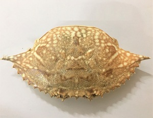 เปลือกปูแห้งขนาดใหญ่สำหรับอาหารทะเลและร้านอาหารฟาสต์ฟู้ด - Product Image 1