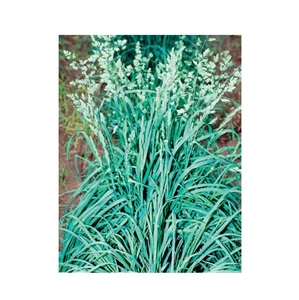 "Se vende hierba de huerto asequible, hierba de alta calidad para animales pequeños como conejos y cobayas a precios bajos" - Product Image 4