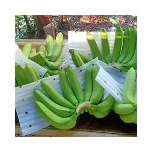 具有竞争力的价格新鲜卡文迪许香蕉100% 有机绿色优质出口直接从越南农场