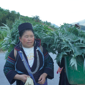 Precio competitivo, venta al por mayor, EXTRACTO DE ALCACHOFA a granel, polvo marrón de Vietnam (Cynarin 2,5%; ácido clorogénico 0,6%) - Product Image 5