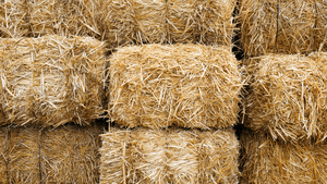 Premium grade wheat straw bale sun dried eco friendly agricultural by product clean dry and uniform quality ideal for livestock - Product Image 6