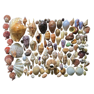 Coquille cauri polie pour la fabrication de bijoux décoration bricolage et affichage d'aquarium - Product Image 5