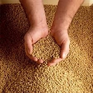 Semillas de Soja Amarilla Secas a Granel, Altas en Proteínas, Sin OMG, Grado 1 y 2, 50 kg para Alimentación Animal - Product Image 2