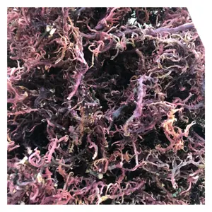 Vente en gros de mousse de mer biologique sauvage séchée mousse de mer violet clair algues délicieuses du Viet Nam/mousse de mer irlandaise de haute qualité