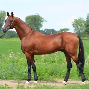 Ensemble de 4 protège-jambes pour chevaux en cuir, séchage rapide, personnalisable, équipement de protection des membres inférieurs, brossage pour les pattes avant et arrière, réutilisable, imprimé - Product Image 2